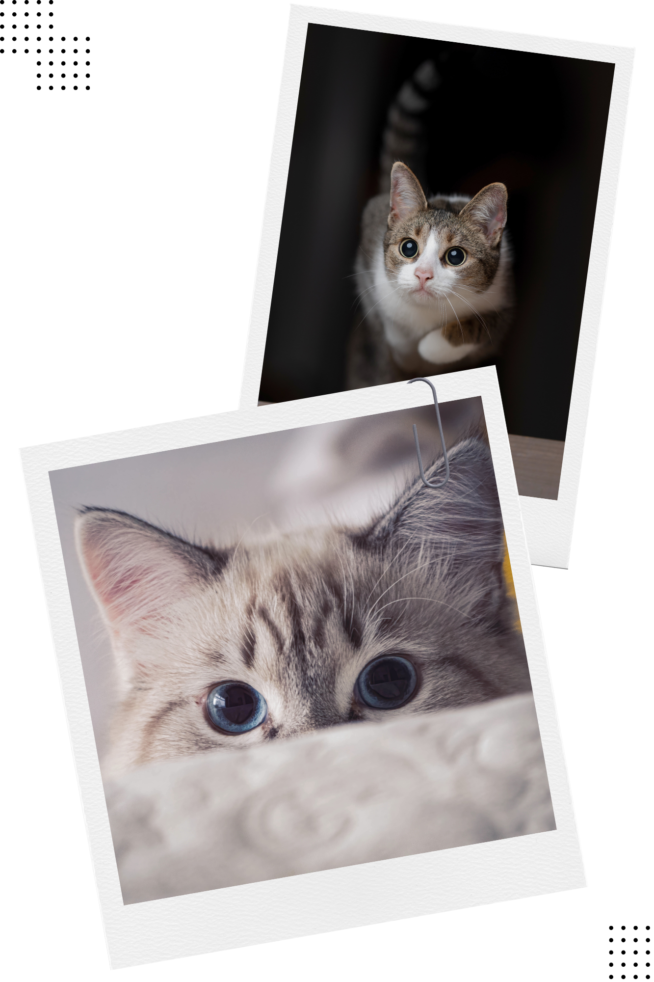 catsflow zdjęcia kotów